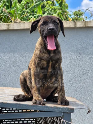 1-3 months Male Purebred Boerboel