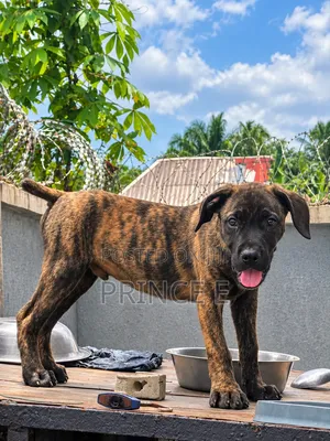 1-3 months Male Purebred Boerboel