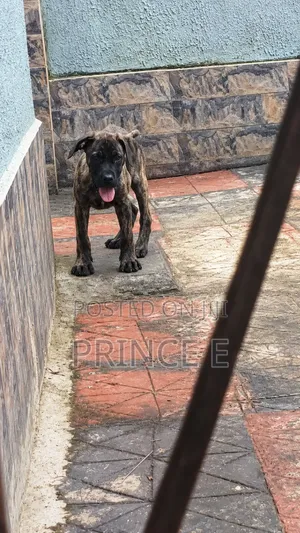 1-3 months Male Purebred Boerboel