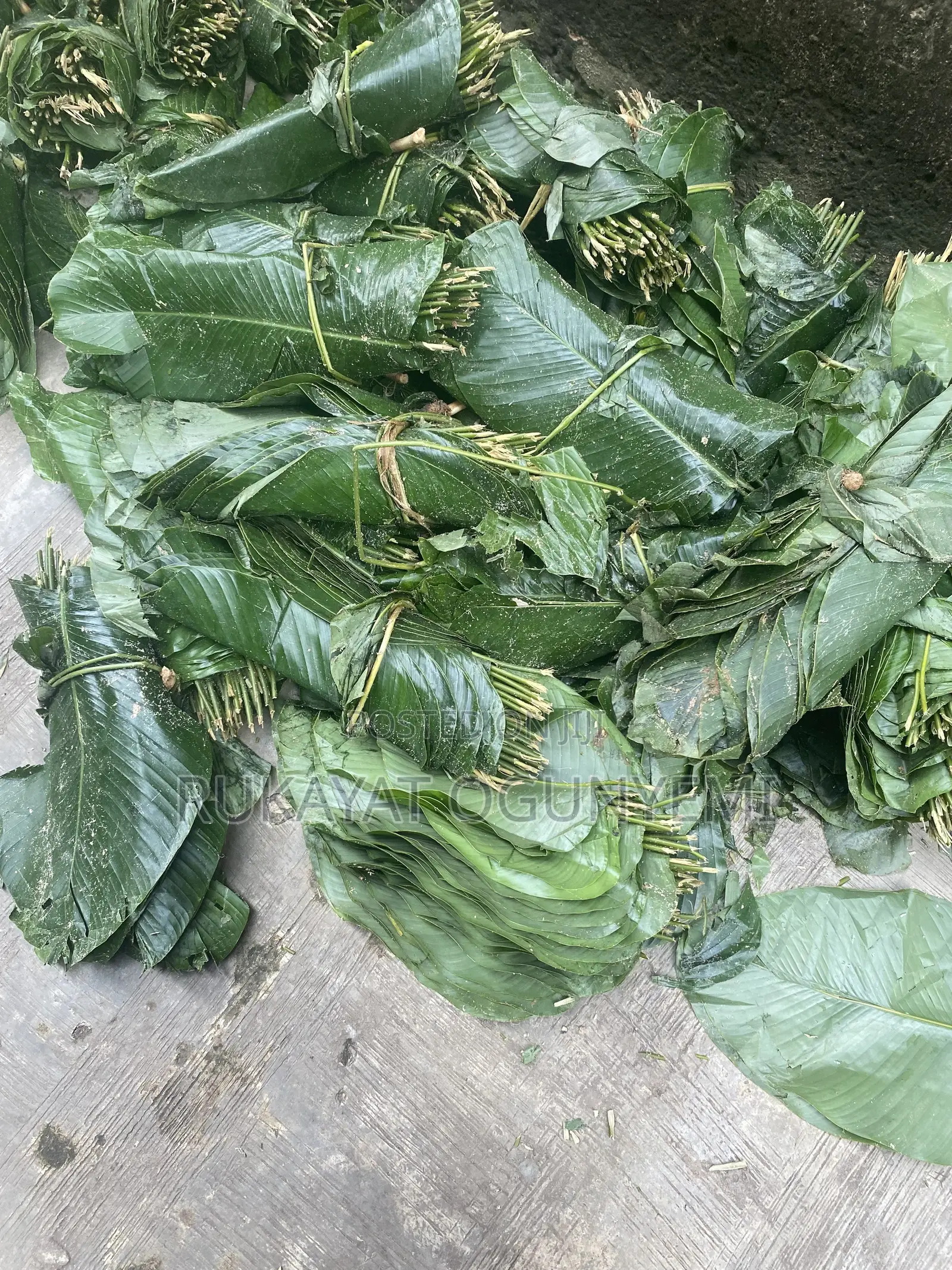 Moimoi Scent Leaf