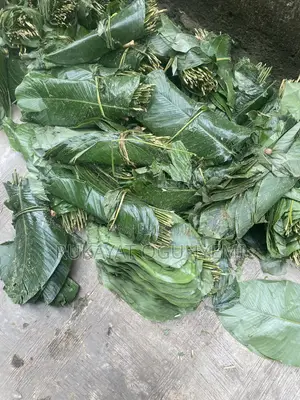 Moimoi Scent Leaf