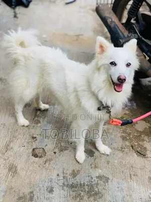 1+ year Female Purebred American Eskimo