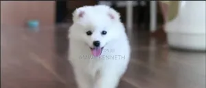 1-3 months Male Purebred American Eskimo