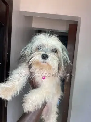 1-3 months Female Purebred Lhasa Apso
