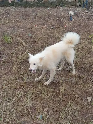 1+ year Female Purebred American Eskimo