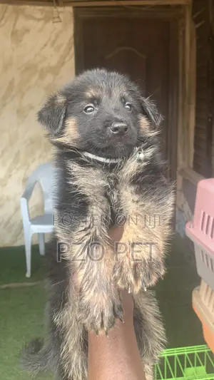 1-3 months Male Purebred German Shepherd
