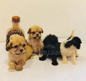 1-3 months Female Purebred Lhasa Apso