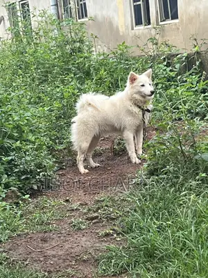 1+ year Female Purebred American Eskimo