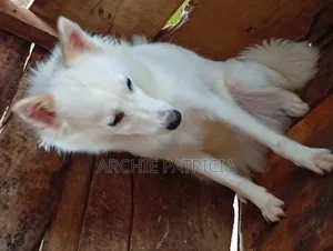 1+ year Female Purebred American Eskimo