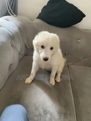 3-6 months Male Purebred American Eskimo