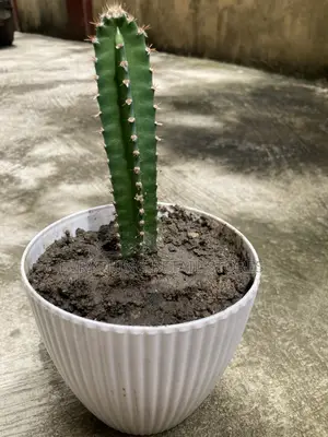 Fresh Live Small Cactus Plant for Sale in Lagos, Nigeria