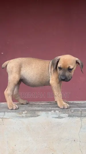 1-3 months Female Purebred Boerboel