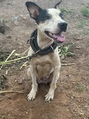1+ year Female Purebred American Pit Bull Terrier