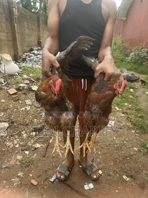 Noiler Chicken