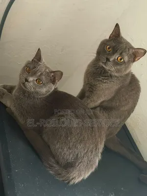 6-12 months Male Purebred British Shorthair