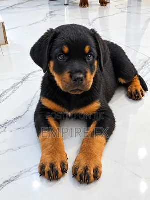 1-3 months Male Purebred Rottweiler