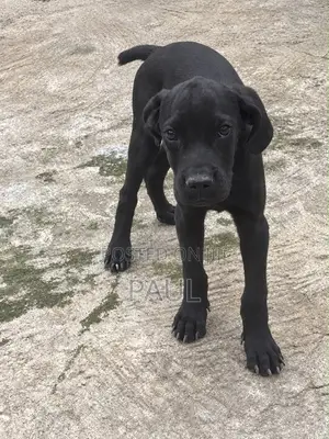 3-6 months Male Purebred Cane Corso