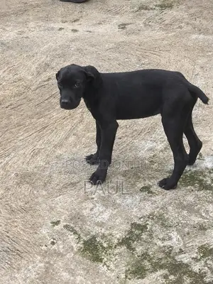 3-6 months Male Purebred Cane Corso