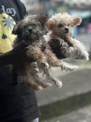 1-3 months Female Purebred Lhasa Apso