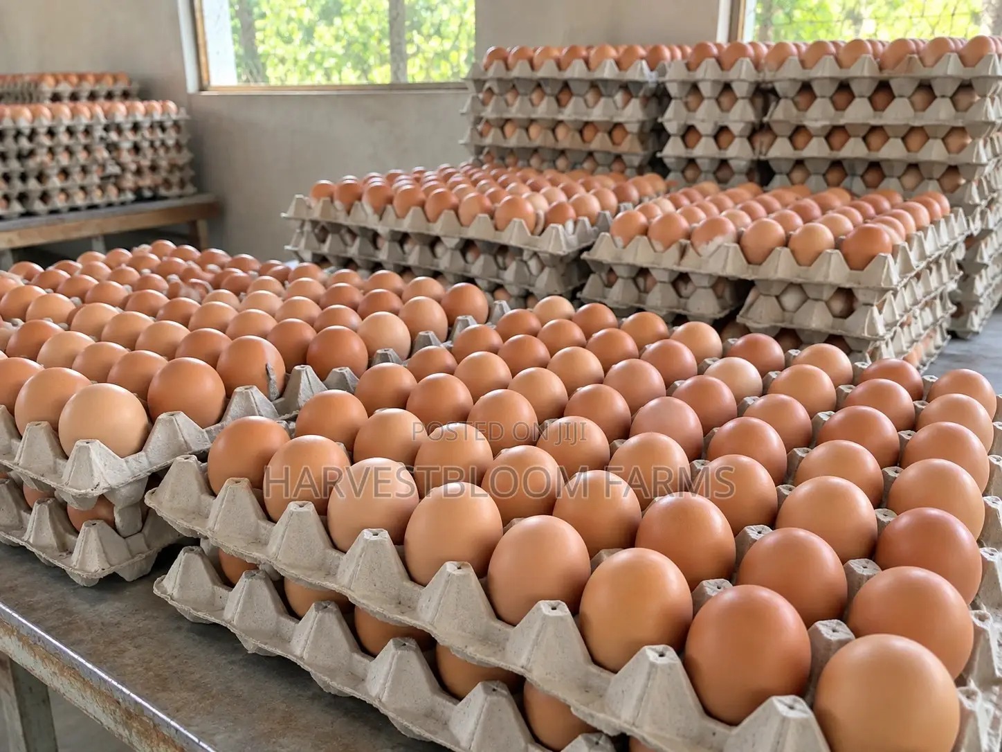 Fresh Farm Eggs