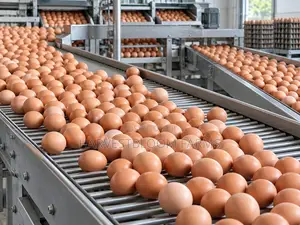 Fresh Farm Eggs