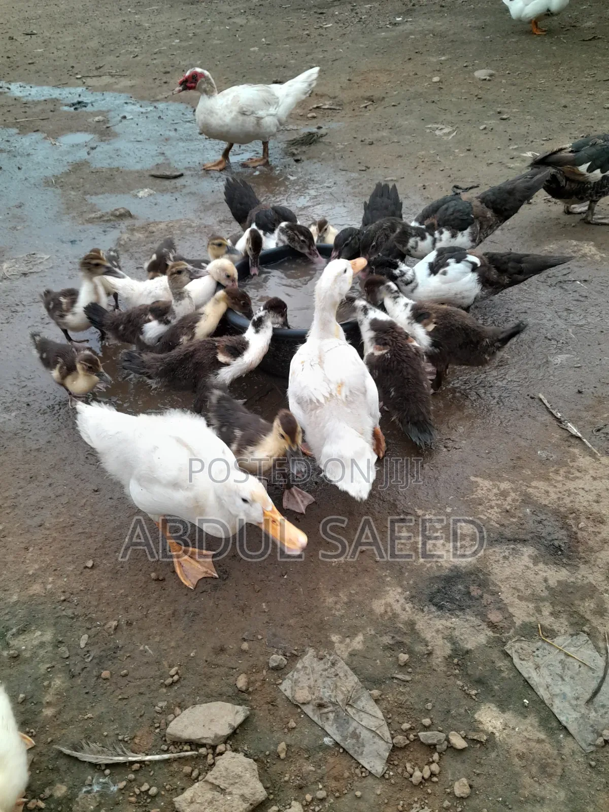 Dduckling Fully Vaccinated
