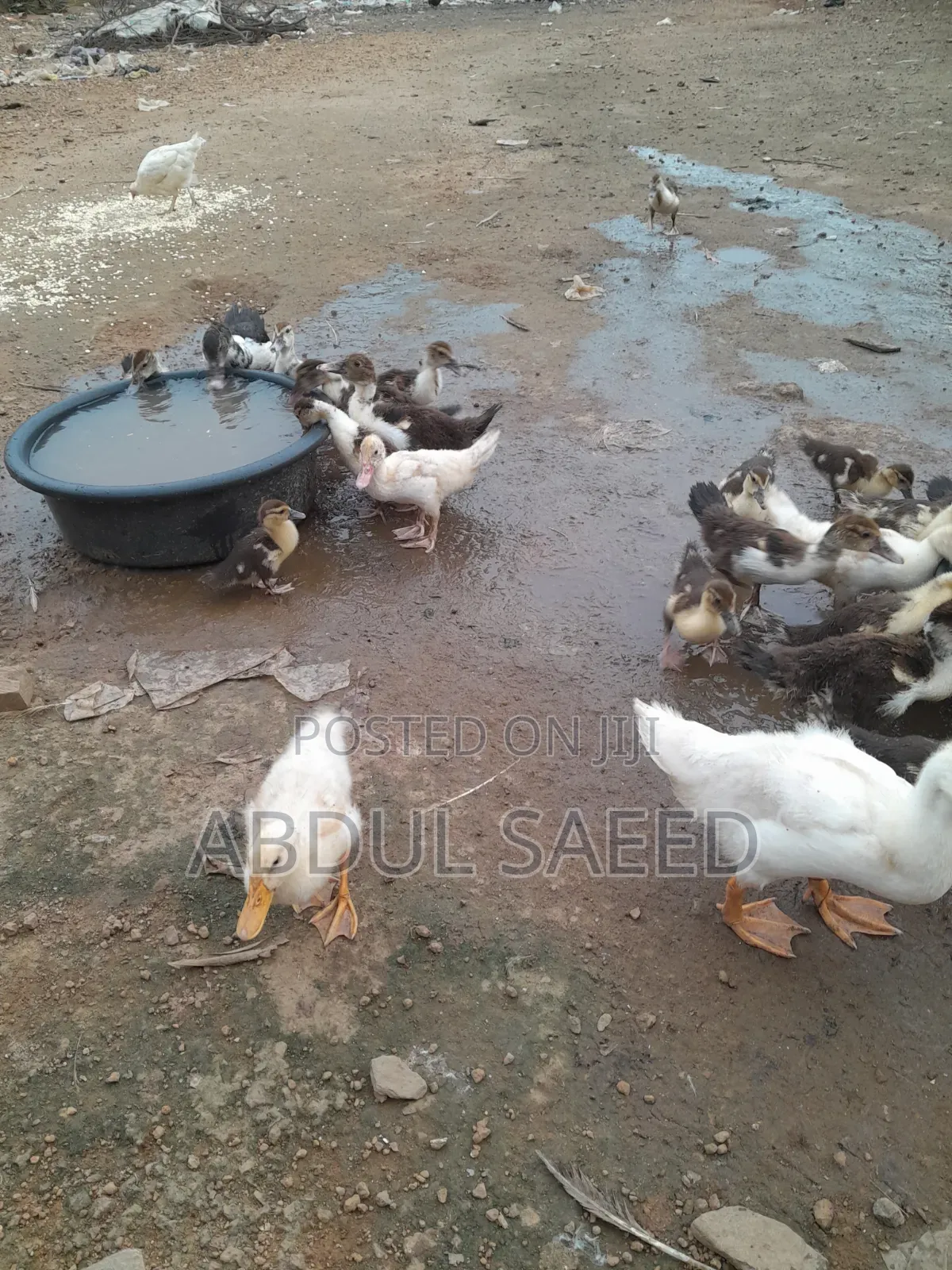 Dduckling Fully Vaccinated