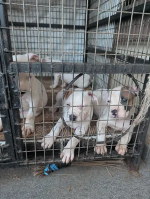 1-3 months Male Purebred American Bully