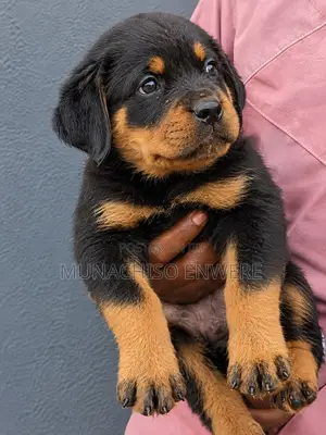 1-3 months Male Purebred Rottweiler
