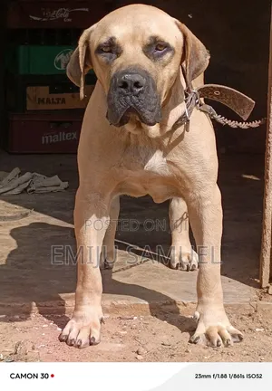 1+ year Male Purebred Boerboel