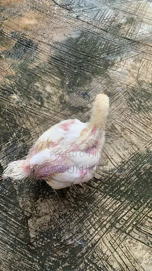 "3-Week-Old Agrited Broilers for Sale in Mokola, Ibadan