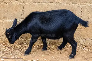 Black Goat