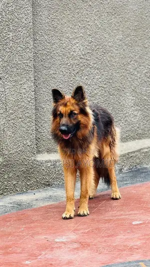 1+ year Male Purebred German Shepherd