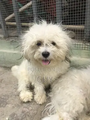 1-3 months Male Purebred Lhasa Apso