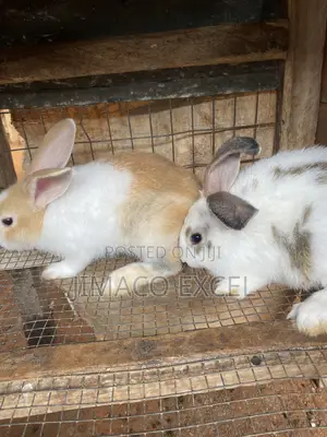 Rabbit for Breeding and Meet