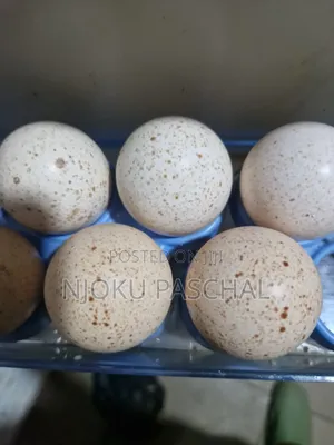 Unfertilized Turkey Eggs