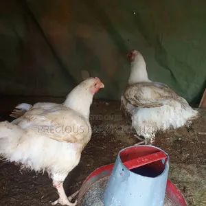 Precious Agro Farm