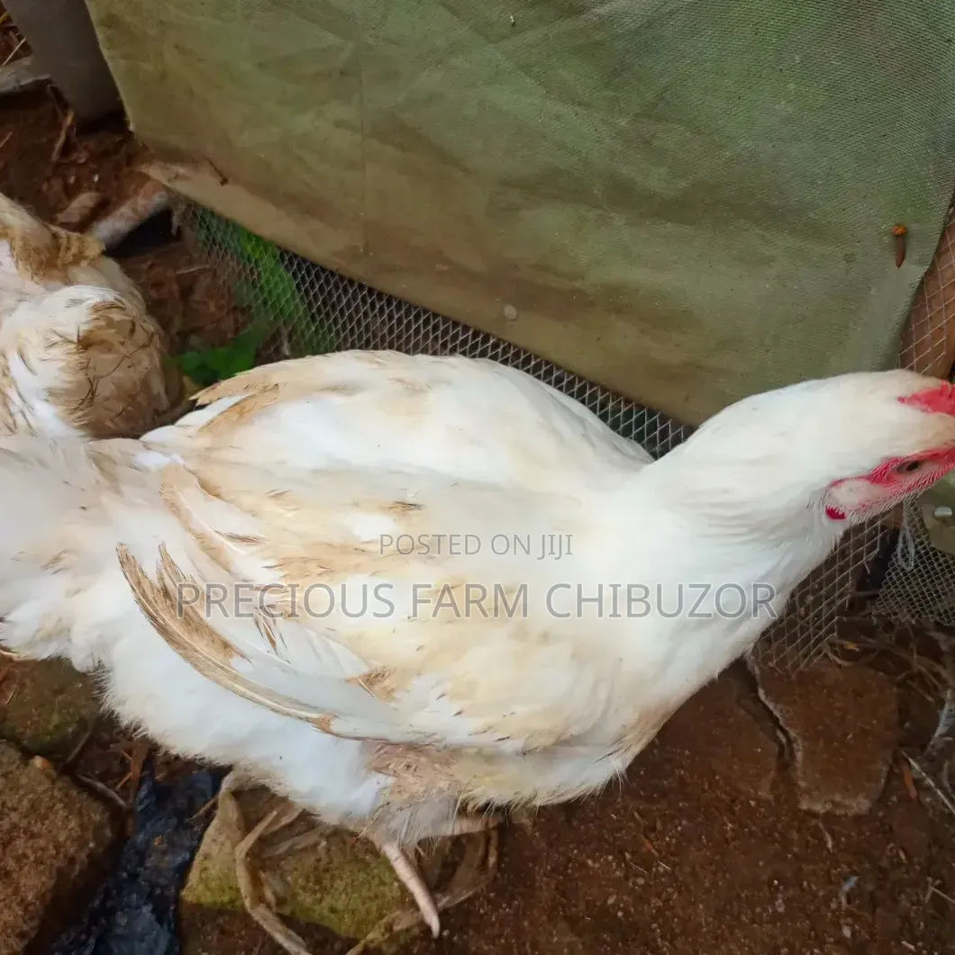 Precious Agro Farm