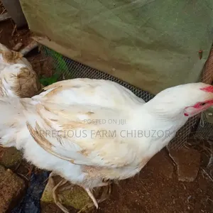 Precious Agro Farm