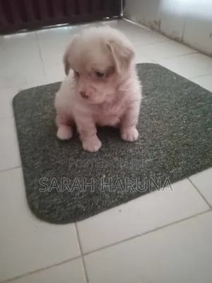 1-3 months Female Purebred Lhasa Apso