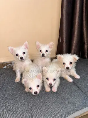1-3 months Female Purebred American Eskimo