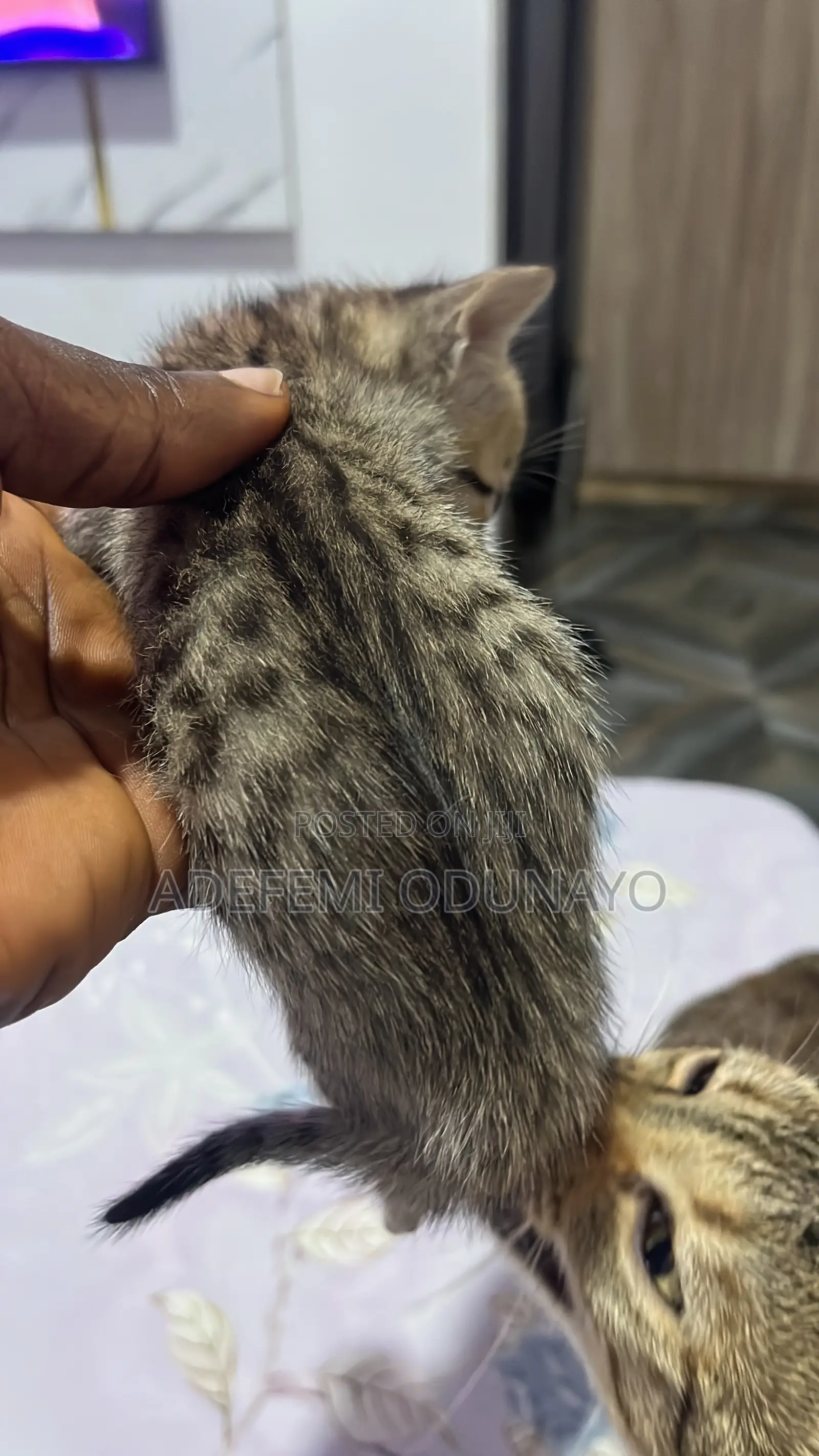 0-1 month Female Mixed Breed Tabby