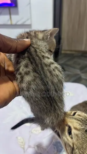 0-1 month Female Mixed Breed Tabby