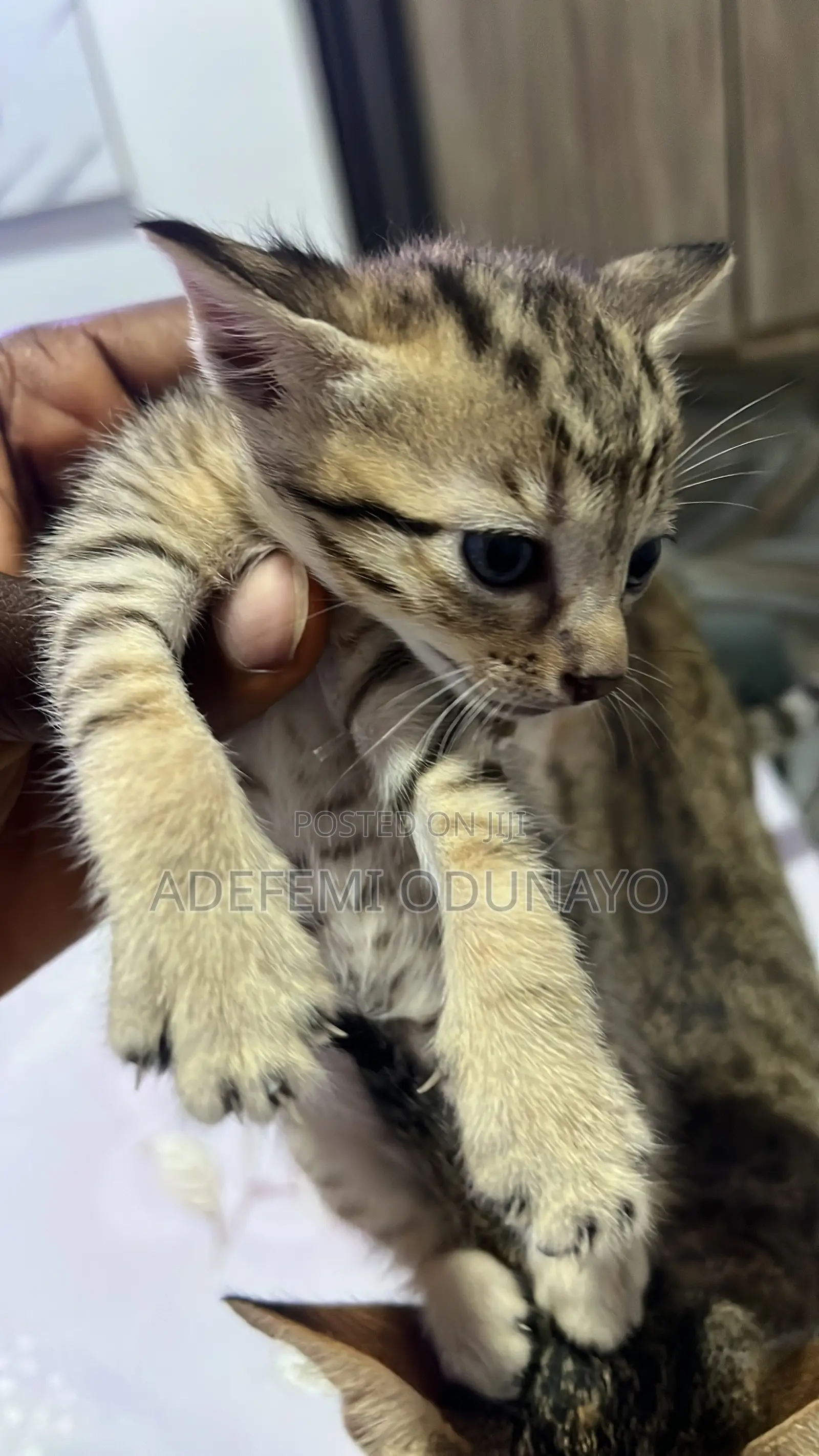 0-1 month Female Mixed Breed Tabby