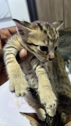 0-1 month Female Mixed Breed Tabby