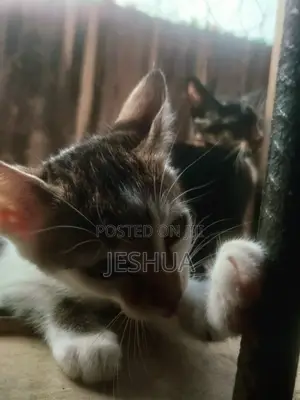 1-3 months Male Purebred American Shorthair