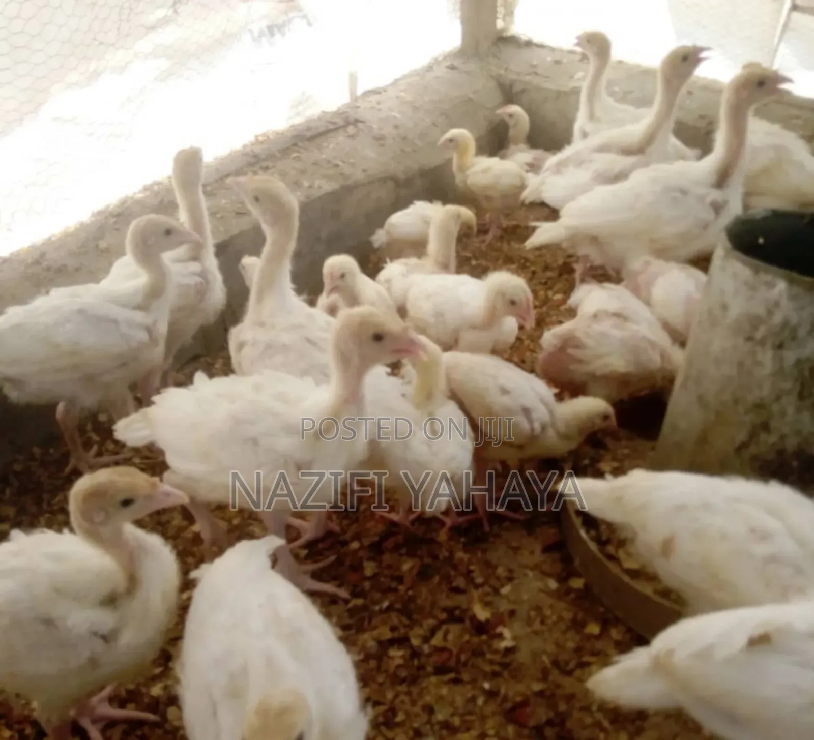 A Day Broiler