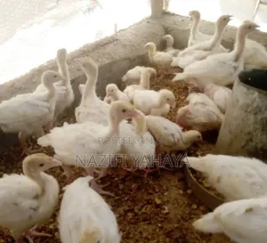 A Day Broiler
