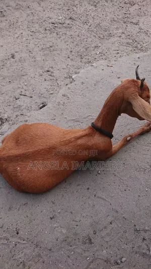 Hausa Tall Pregnant Goat Good for Farming