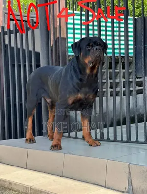 1+ year Male Purebred Rottweiler